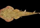 “Guitar shark” and snail with venomous “harpoons” among 866 new marine species discovered in ocean