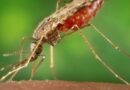 Epigenetic Science Reveals Potential Method for Stopping Malaria’s Resistance to Medications