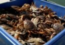 Seafood caught in cages can put other ocean creatures at risk, including whales