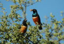 These Beautiful Birds Form Something Like Lasting Friendships
