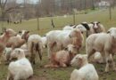 How a Sheep-Herding Cardiologist Spends His Sundays