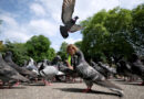 🌟The Bright Side: The compassionate mission to rescue London’s pigeons