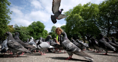 🌟The Bright Side: The compassionate mission to rescue London’s pigeons
