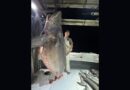 Why a nearly 600 pound bull shark caught in Gulf Shores didn’t set an Alabama record