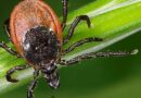 Tick season is back. How to stay safe around these risky bloodsuckers – National