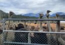 Three MLAs are supporting a B.C. farming family whose 400 ostriches are to be culled