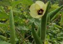 Okra and Fenugreek Extracts Safely Remove Microplastics From Water in New Texas Research