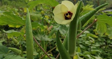 Okra and Fenugreek Extracts Safely Remove Microplastics From Water in New Texas Research