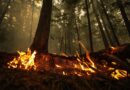 A planned burn in devastating 2023 fire season could have killed trapped firefighters, says B.C. safety report
