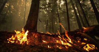 A planned burn in devastating 2023 fire season could have killed trapped firefighters, says B.C. safety report