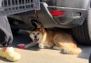 Viral video shows dog owners fined for leaving pup in the sun in Costco parking lot