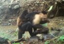 Capuchin monkeys kidnap babies of another species — and the deadly abductions are caught on camera
