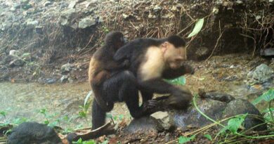 Capuchin monkeys kidnap babies of another species — and the deadly abductions are caught on camera