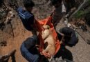 Lions, elephants among the “narco pets,” circus animals fleeing Mexico city eclipsed by cartel violence