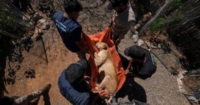 Lions, elephants among the “narco pets,” circus animals fleeing Mexico city eclipsed by cartel violence