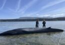 Rare whale washes up on Vancouver Island, in possible 1st sighting of species in B.C.