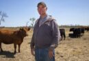 Record-breaking cattle prices a lifeline for farmers facing inflation, trade tensions