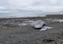 Second dead grey whale in less than a week washes ashore in B.C.