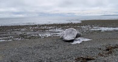Second dead grey whale in less than a week washes ashore in B.C.