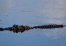 Alligator attacks, kills woman canoeing with her husband on lake in Florida: “He tried to fight the gator off”