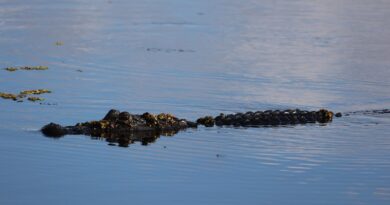 Alligator attacks, kills woman canoeing with her husband on lake in Florida: “He tried to fight the gator off”