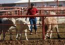 U.S. suspends importation of live cattle from Mexico over screwworm pest