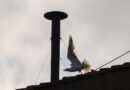 The conclave’s black and white smoke indicates if there’s a new pope. Here’s why the tradition exists.