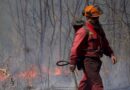 How prescribed burns can help ecosystems thrive