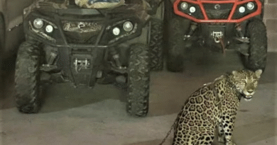 U.S. releases image of jaguar seized from leader of powerful cartel while announcing new sanctions
