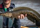 Conservation groups in Maryland pay bounty rewards for invasive fish caught