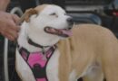 Tiki the dog helps Illinois man Chris Smith survive gunshot to the head