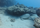 Under Hawaii’s warming blue ocean, many once-colorful coral reefs are bleached white