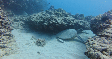 Under Hawaii’s warming blue ocean, many once-colorful coral reefs are bleached white