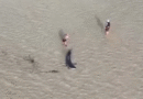 Great white shark stranded in shallow water in Australia rescued by locals — with an assist from an 11-year-old boy