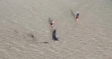 Great white shark stranded in shallow water in Australia rescued by locals — with an assist from an 11-year-old boy