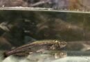 U.S. House votes to take California fish off endangered species list