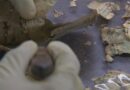 Cashing in your mutilated money