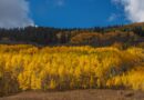 A group of aspen trees can slow or even stop fires, study says
