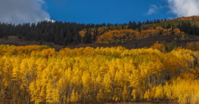 A group of aspen trees can slow or even stop fires, study says