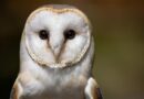 British Army sailors rescue bedraggled barn owl 70 nautical miles out to sea