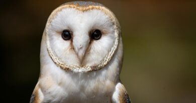 British Army sailors rescue bedraggled barn owl 70 nautical miles out to sea