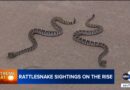 Rattlesnakes are showing up in surprising places across Southern California. What’s behind the trend?
