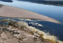 Drought-hit Danube gives way to mammoth fossil hunt in Bulgaria