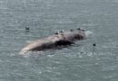 Whales are dying at alarming rates this here: There are a few reasons why