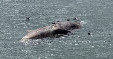 Whales are dying at alarming rates this here: There are a few reasons why