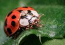 Canada’s farms and forests face a growing threat as invasive beetles gain ground