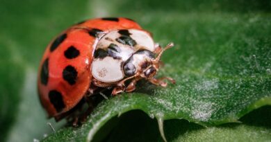 Canada’s farms and forests face a growing threat as invasive beetles gain ground