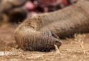 Kenya: Four arrested over suspected poisoning of elephants