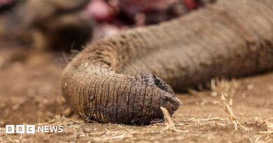 Kenya: Four arrested over suspected poisoning of elephants