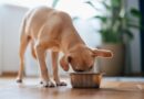 Don’t use: 2 popular dog foods recalled over possible contamination with metal, salmonella